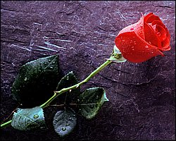 1600flower_8001.jpg