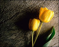 1600flower_8002.jpg