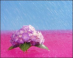 1600flower_8003.jpg