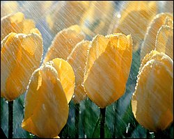 1600flower_8004.jpg
