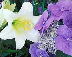 1600flower_8005.jpg