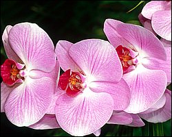 1600flower_8006.jpg