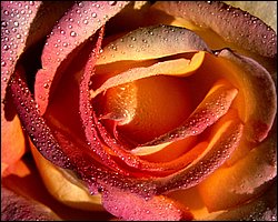 1600flower_8009.jpg