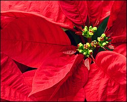 1600flower_8010.jpg