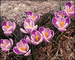 1600flower_8007.jpg