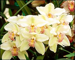 1600flower_8008.jpg