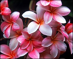 1600flower_8014.jpg