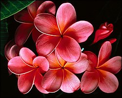 1600flower_8013.jpg