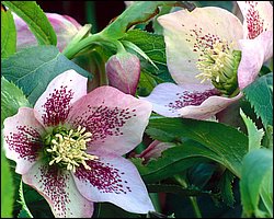 1600flower_8012.jpg