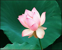 1600flower_8015.jpg