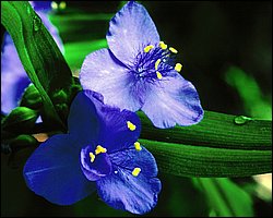 1600flower_8011.jpg