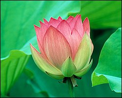 1600flower_8016.jpg