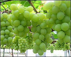 2007072819322024606.jpg