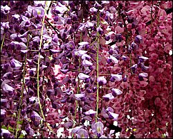 VINE004.jpg