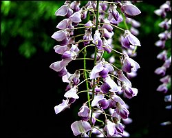 VINE003.jpg