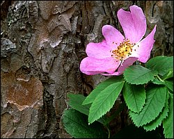 Webshots_32015.jpg