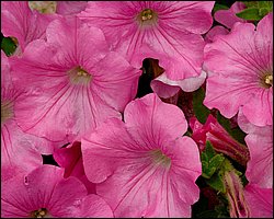 Webshots_32016.jpg
