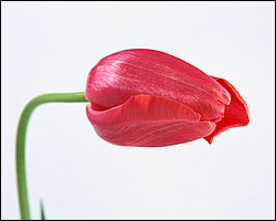 1600flower_6001.jpg