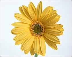 1600flower_6010.jpg