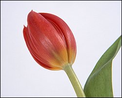 1600flower_6002.jpg