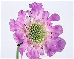 1600flower_6008.jpg
