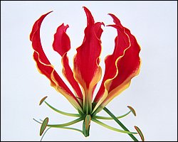 1600flower_6011.jpg