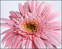 1600flower_6014.jpg