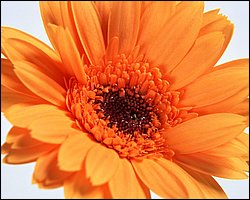 1600flower_6009.jpg
