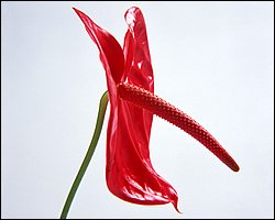 1600flower_6015.jpg