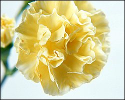 1600flower_6003.jpg