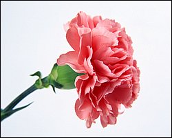 1600flower_6004.jpg