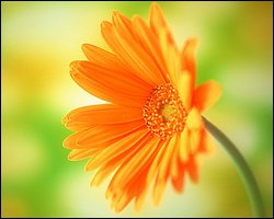 1600flower_6006.jpg