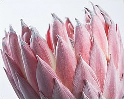 1600flower_6016.jpg