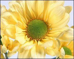 1600flower_6013.jpg