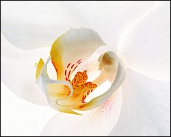 1600flower_6007.jpg