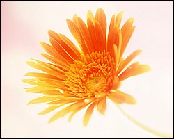 1600flower_6005.jpg