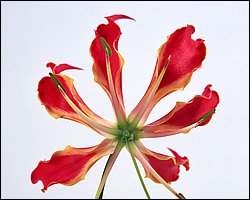 1600flower_6012.jpg
