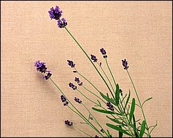 InFlower_1014.jpg