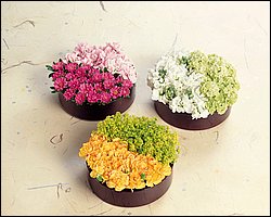 InFlower_1006.jpg