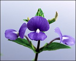 InFlower_1015.jpg