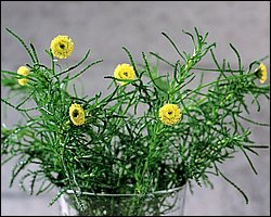 InFlower_1004.jpg