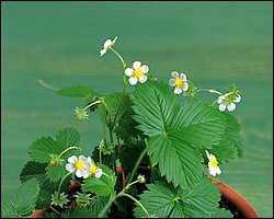InFlower_1007.jpg