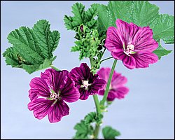 InFlower_1016.jpg