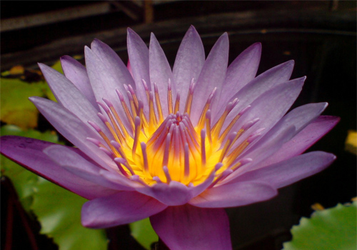 lotus-beautiful flower